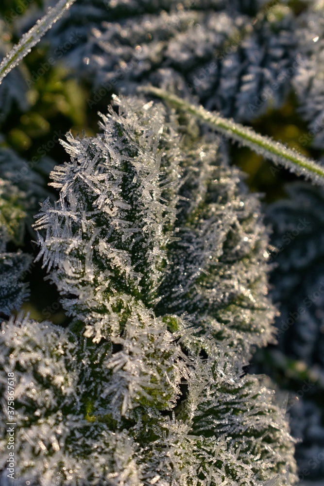 Beautiful Frosted Nettles in Warm Sunrise Light, Ireland Beautiful Frosted Nettles in Warm Sunrise Light, Ireland