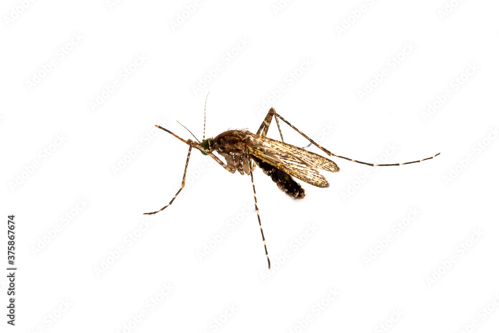 Close-Up Of Insect Over White Background Close-Up Of Insect Over White Background