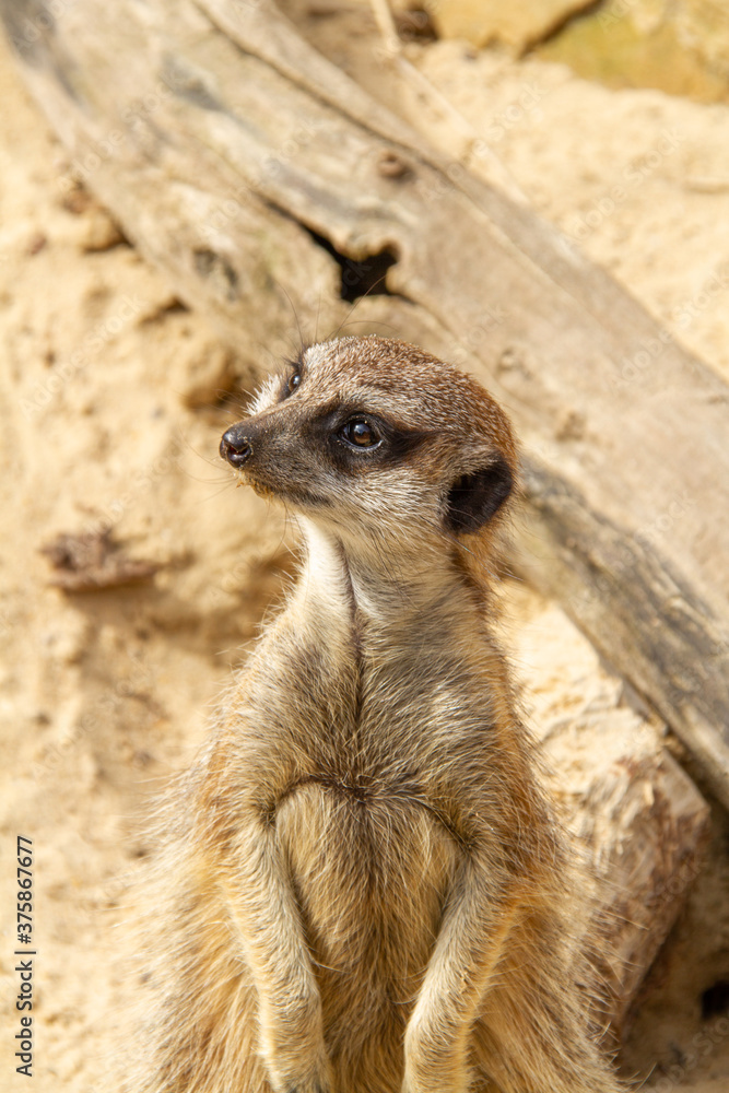 portrait d'un suricate dans un parc animalier