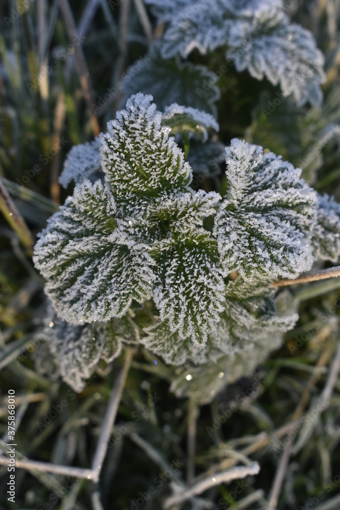 Beautiful Frosted Nettles in Warm Sunrise Light, Ireland Beautiful Frosted Nettles in Warm Sunrise Light, Ireland