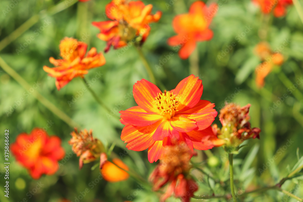orange flower in the garden cosmos orange flower in the garden cosmos