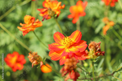 orange flower in the garden   cosmos © rin