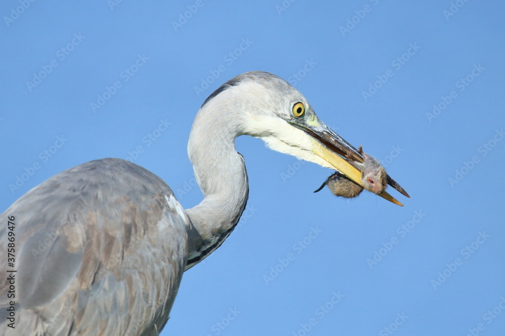 Grey heron caught small vole on the meadow Grey heron caught small vole on the meadow