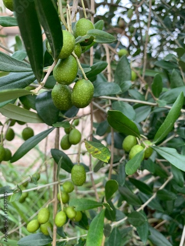 Wallpaper Mural Olive tree Torontodigital.ca