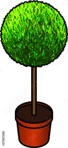 A small spherical topiary standard tree in a pot.