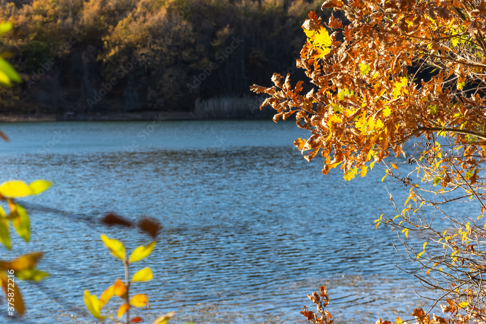 Autumn background with a lake and yellow trees. View through the foliage on the blue surface of the water. The concept of the arrival of autumn. Bright colorful autumn landscape.