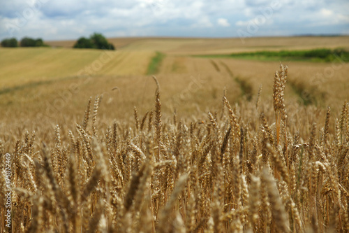 Rural landscape - wheat field. Field of gold wheat in summer sun  white clouds in blue sky.