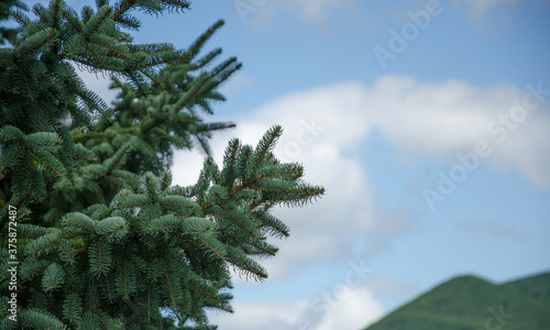 a beautiful fir tree in good weather with a green peak in the background selective focus © Maksim