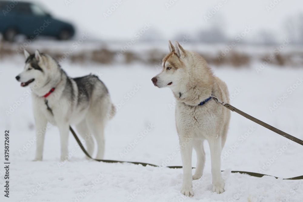 Two husky dogs are walking on a background of white snow