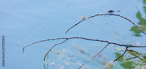 Dragonfly  Insectos  Arthropodos  Fauna