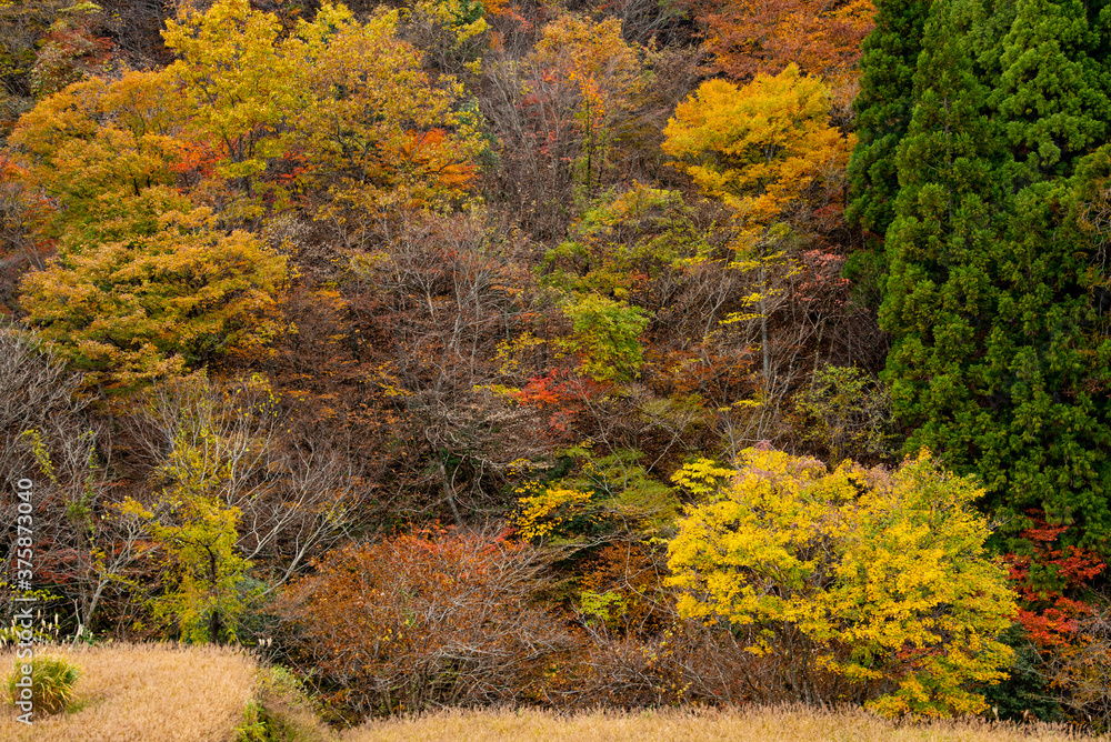 兵庫県・渓谷の紅葉風景 兵庫県・渓谷の紅葉風景
