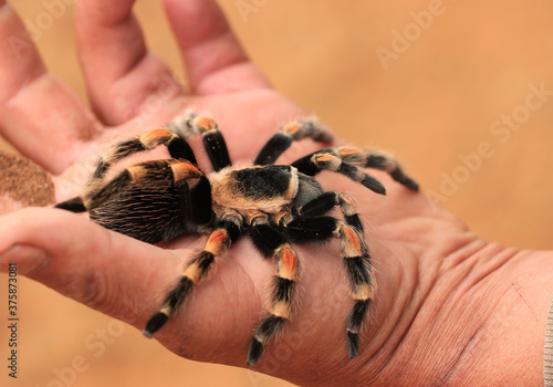 Giant spider Brachypelma hamorii-Mexican Red Knee – on a human hand