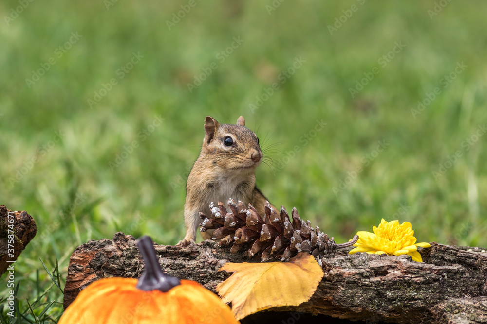 Fototapeta premium Eastern Chipmunk, Tamias striatus, posed with rustic fall decor leaves pumpkins acorns for Autumn