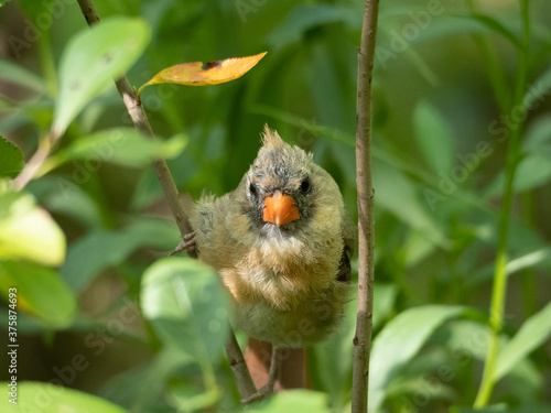 Young female cardinal photo