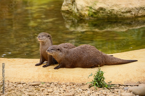 Pair of European otters by water