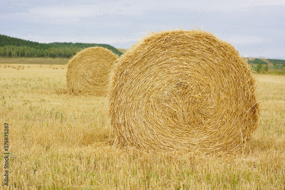 hay bales in the field