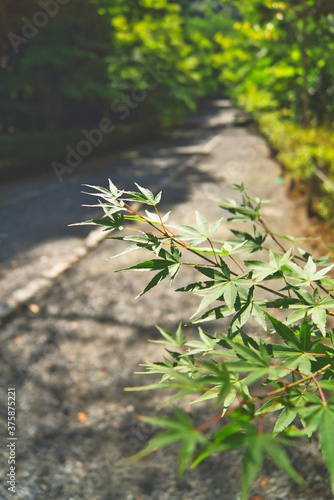 green maple on the road in Japan