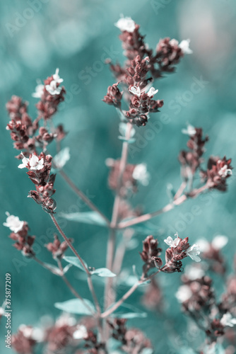 beautiful white flowers in sunshine, close view 