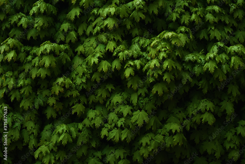 background of maple branches after rain in spring background of maple branches after rain in spring