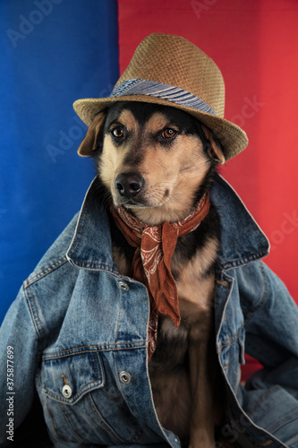 dog in hat © DavidLiam