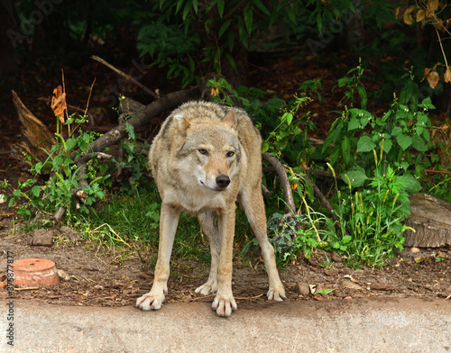 Portrait of one-eared wolf (Canis lupus) in forest