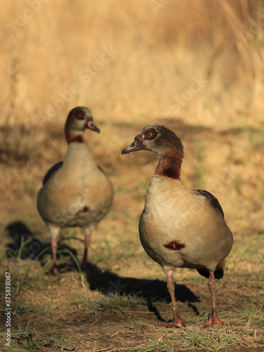 Pair of Egyptian geese photo