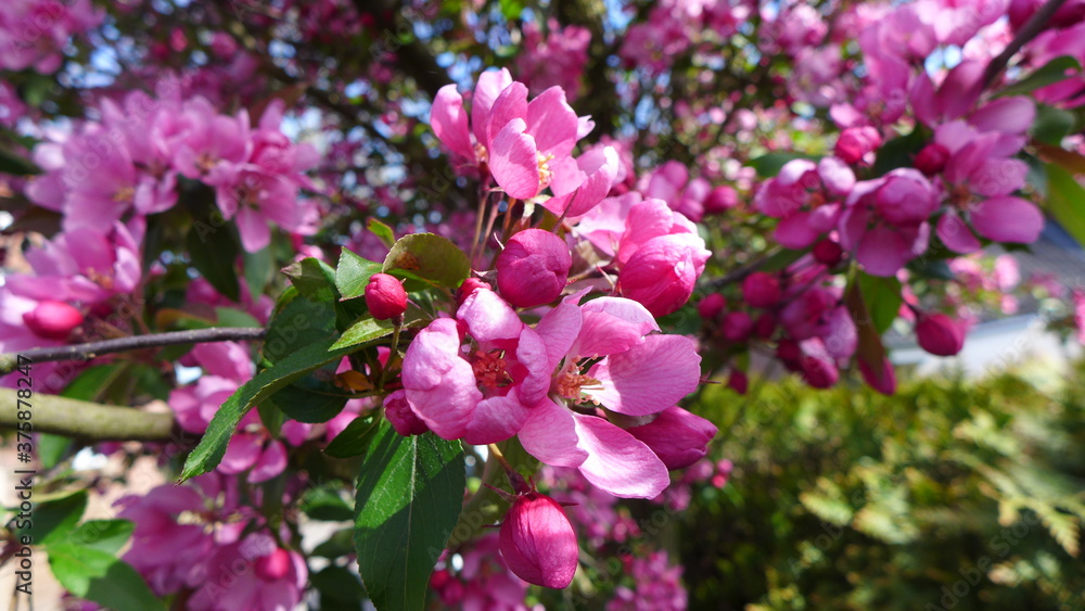 Zierapfel Blüte Zierapfel Blüte