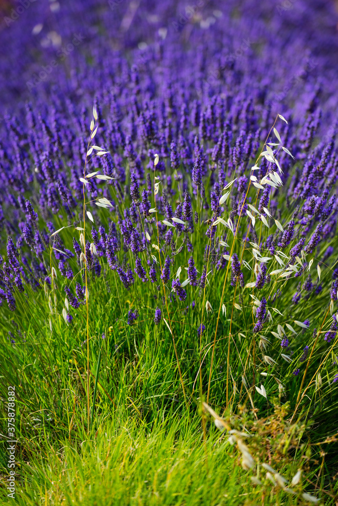 Naklejka premium Lavender (lavandin) fields, Valensole Plateau, Alpes Haute Provence, France, Europe