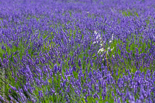 Lavender  lavandin  fields  Valensole Plateau  Alpes Haute Provence  France  Europe