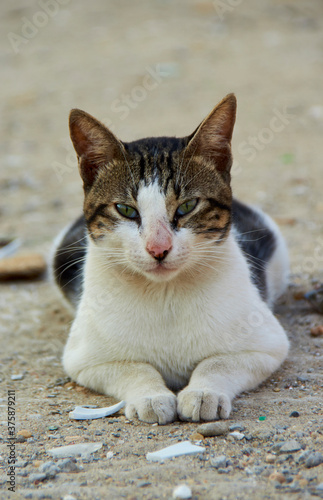 Cats are beautiful creatures -Cats in Egypt 