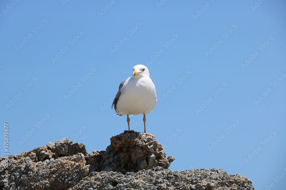 Seagulls of Elafonisi beach on Crete Seagulls of Elafonisi beach on Crete