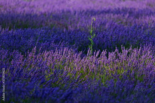 Lavender  lavandin  fields  Valensole Plateau  Alpes Haute Provence  France  Europe