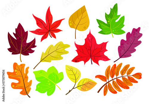Autumn vector leaves orange, yellow, red and green. Isolated foliage on a white background. Perfect for illustrations about autumn, for postcards, fabrics, textiles, children's books