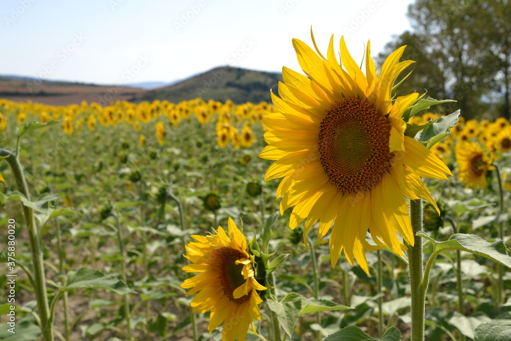 Fototapeta premium Field of sunflowers blooming in the summer sun.