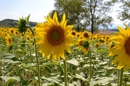 Field of sunflowers blooming in the summer sun.