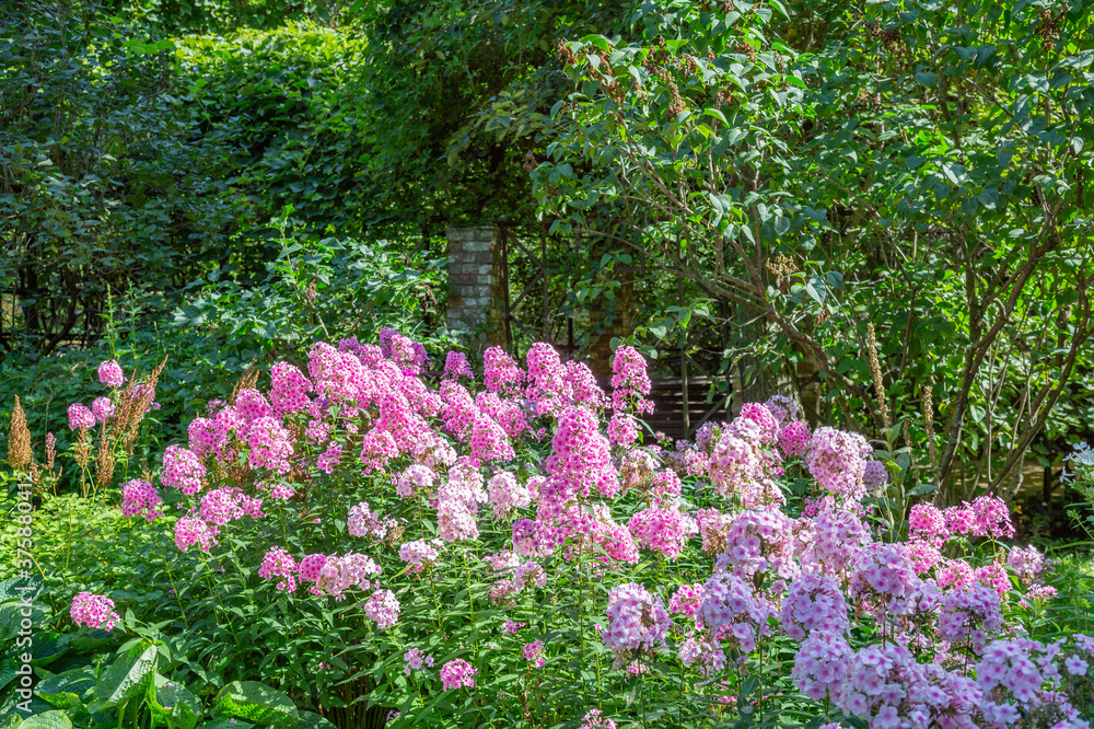 Bright autumn flower bloomed in a botanical garden Bright autumn flower bloomed in a botanical garden