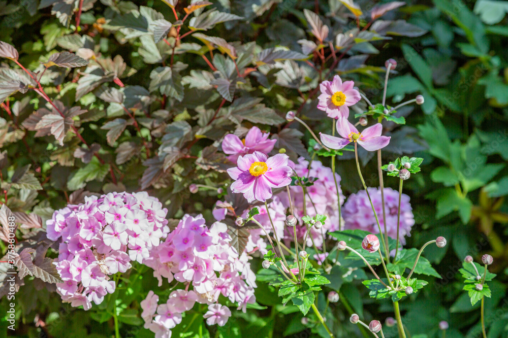Bright autumn flower bloomed in a botanical garden Bright autumn flower bloomed in a botanical garden