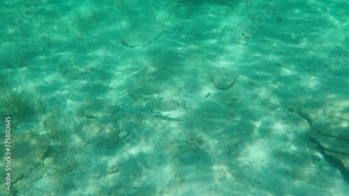 Sharpsnout seabream (Diplodus puntazzo) undersea, Aegean Sea, Greece, Halkidiki photo
