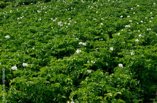 The potato field blooms in summer with white flowers.Blossoming of potato fields  potatoes plants with white flowers growing on fields