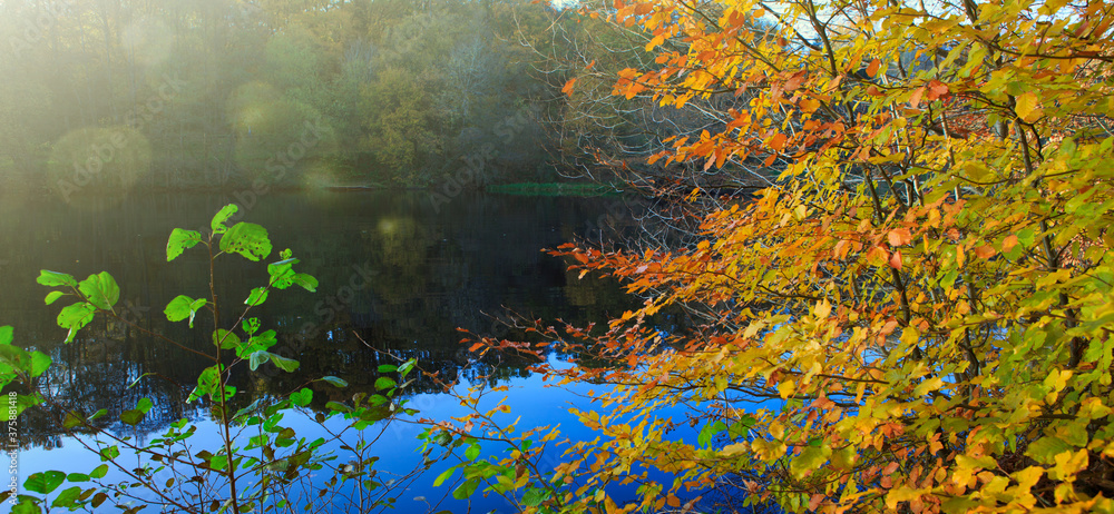 Autumn beech trees on the sun and forest lake. Nature background.