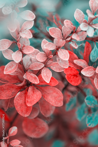 bright  bush leaves on blurred background , close view  