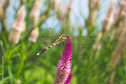 dragonfly on a green grass