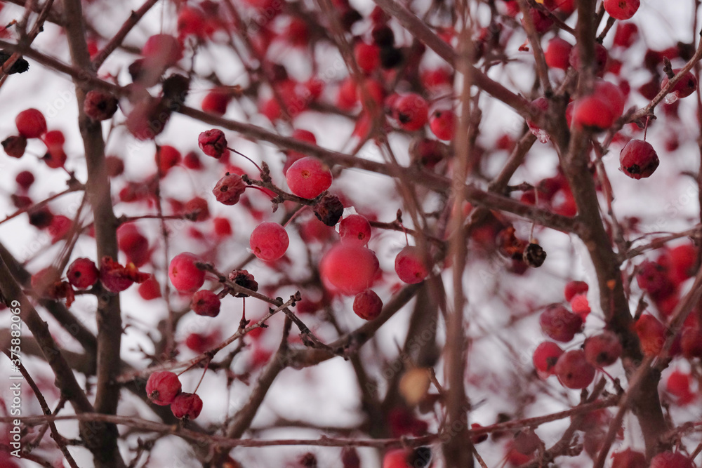 Autumn and winter picture with branches and red wild apples covered with hoarfrost, flur background Autumn and winter picture with branches and red wild apples covered with hoarfrost, flur background
