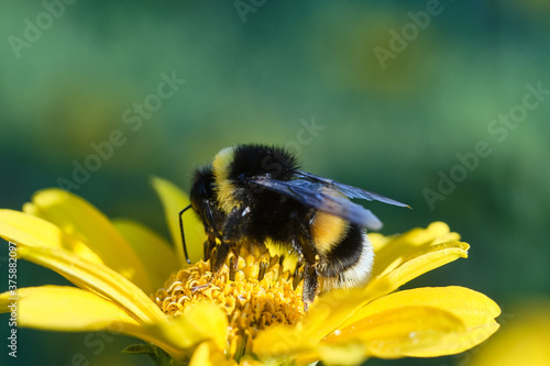 Close-up of a bumblebee sitting on a yellow flower. Summer concept. Selective focus and blurred background.