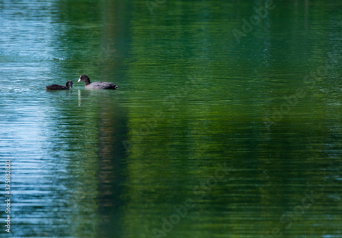 Eurasian Coot (Fulica atra)