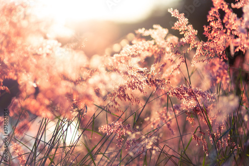 Vintage photo of flowers grass blurred on sunset, spring or summer concept