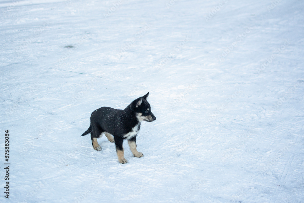 Puppy of Lapponian Herder standing on the snow, Finland Puppy of Lapponian Herder standing on the snow, Finland