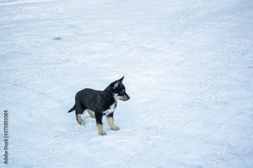 Puppy of Lapponian Herder standing on the snow, Finland photo