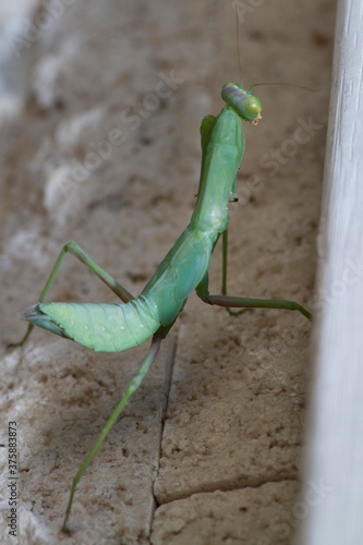 Praying mantis. Green praying mantis in branch. Giant Asian Green Praying Mantis (Hierodula membranacea)