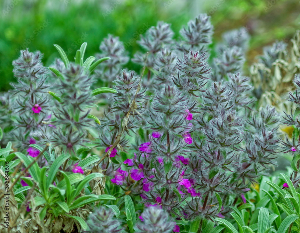 Close up on wood betony or pink cotton lamb's ear, stachys lavandulifolia, flower plant Close up on wood betony or pink cotton lamb's ear, stachys lavandulifolia, flower plant
